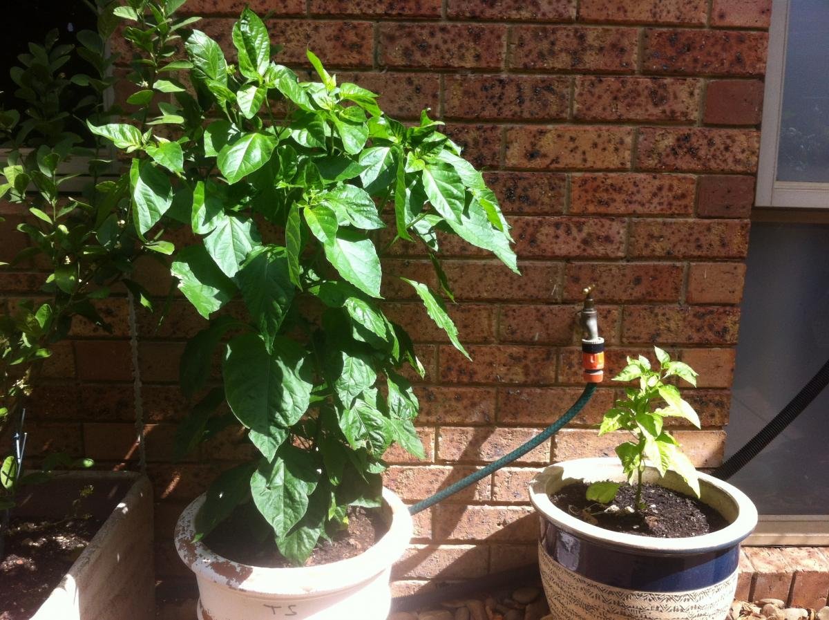 post-104726-0-78597800-1363137983_thumb.