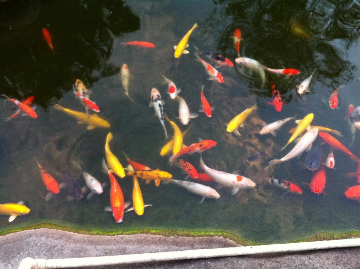 post-118179-0-09226000-1431611263_thumb.