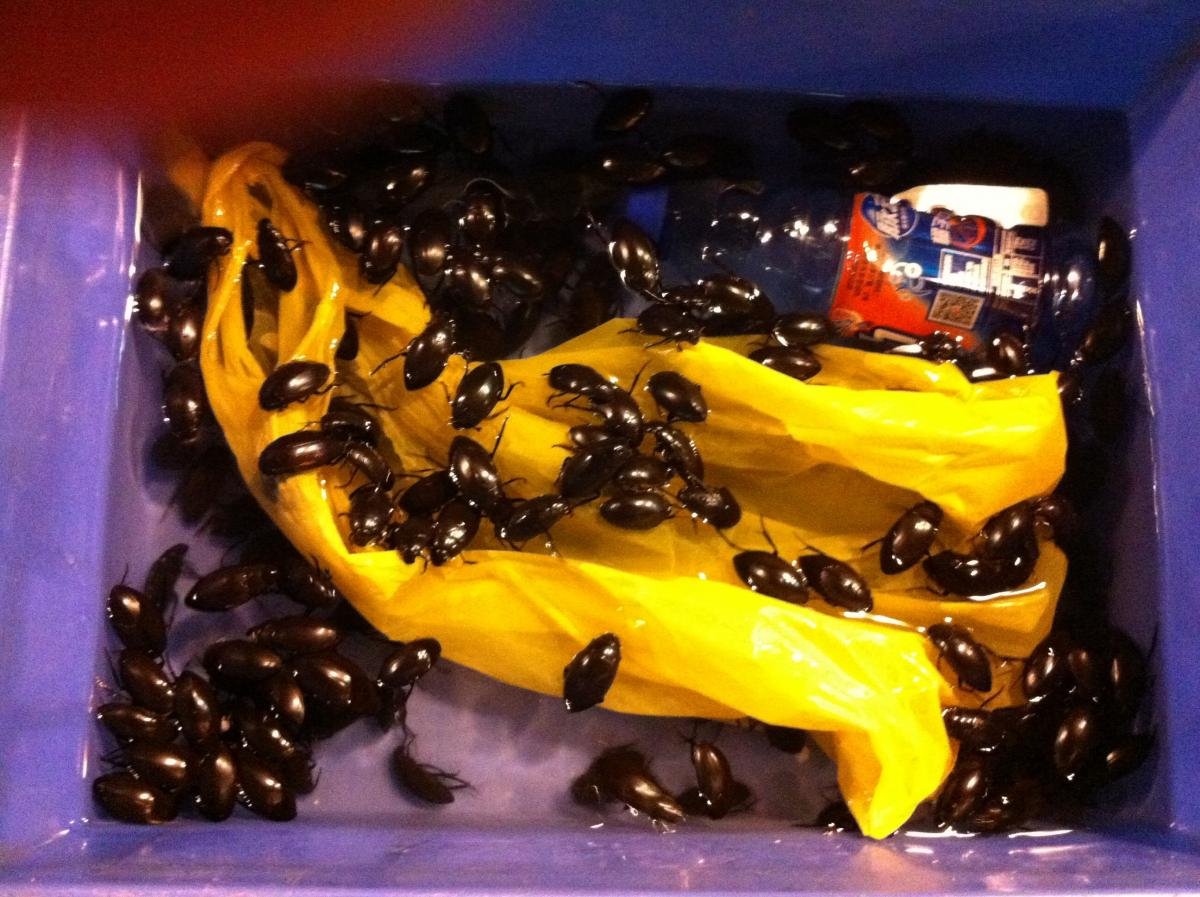 post-118179-0-49664000-1431611462_thumb.