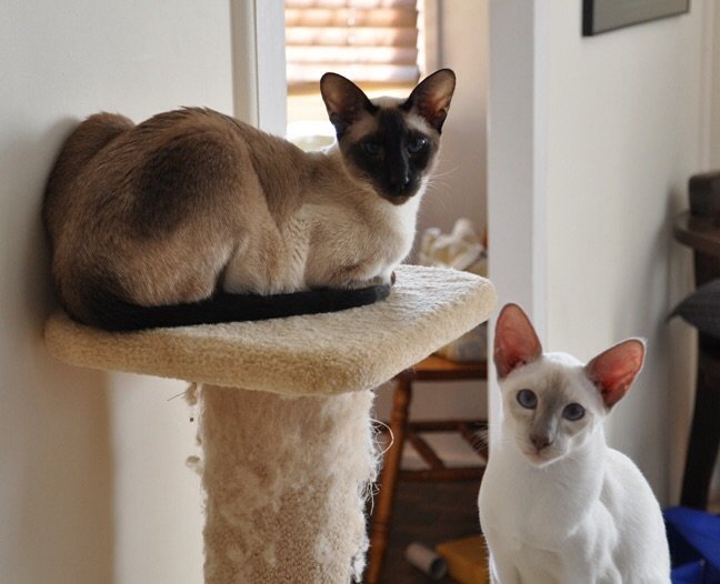 post-107315-0-46665800-1436188422_thumb.