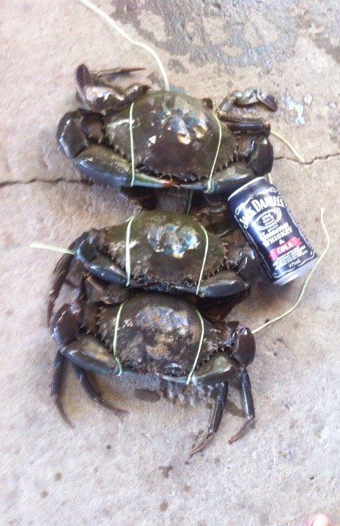 post-145321-0-48559400-1451509912_thumb.