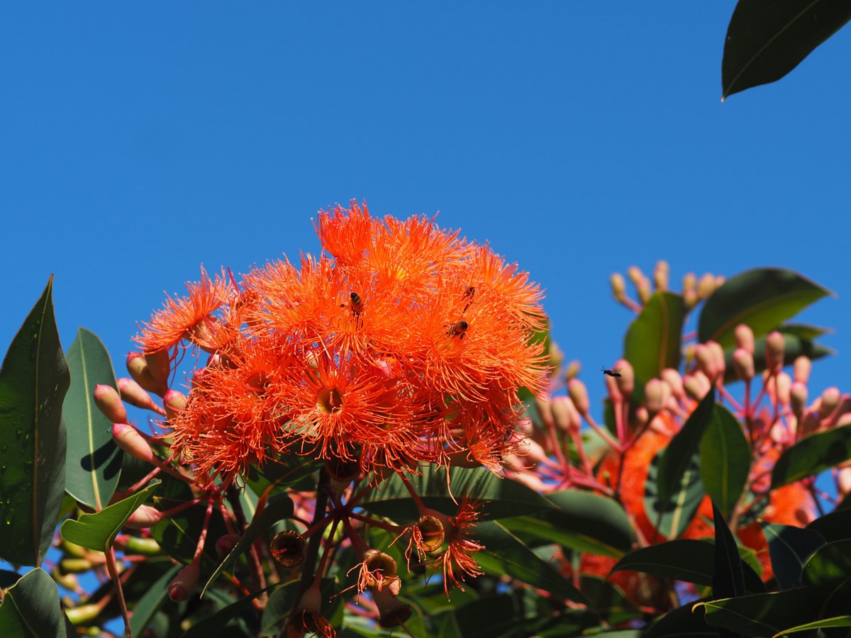 gum flowers.jpg