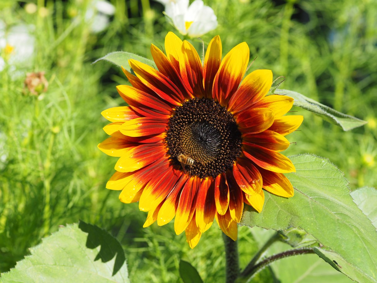 sunflower.jpg