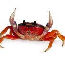 Crustacean