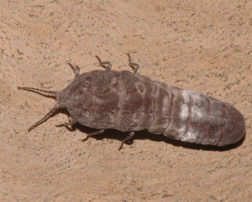 Unidentified Insect N.W. Tasmania, can anyone ID this ? - General Off ...