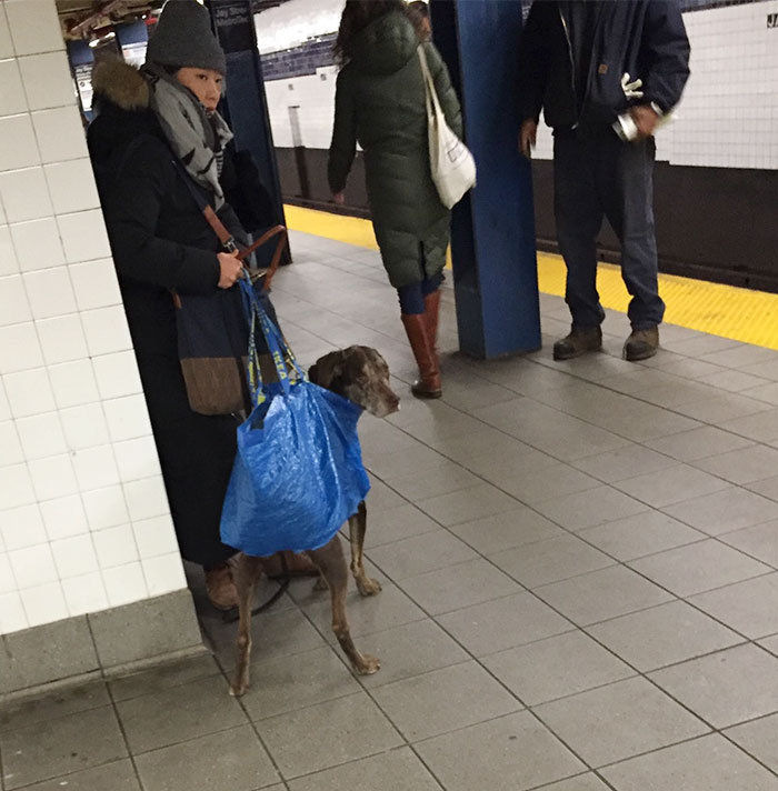 man-with-giant-dog-tote-bag-new-york-subway-60.jpg.0bc39ee688fa2f4ae1487e7e28243a01.jpg
