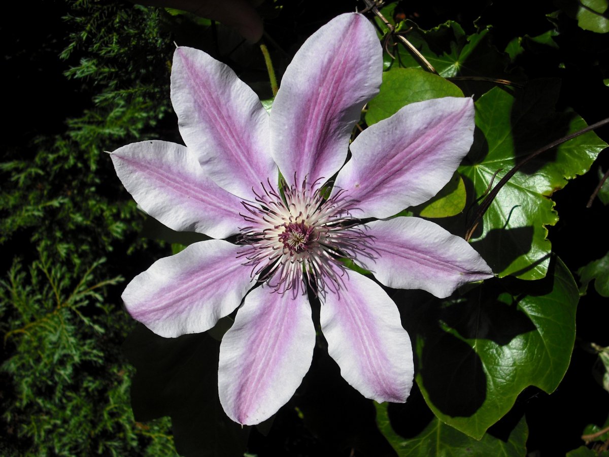 Clematis_'Nelly_Moser'.JPG