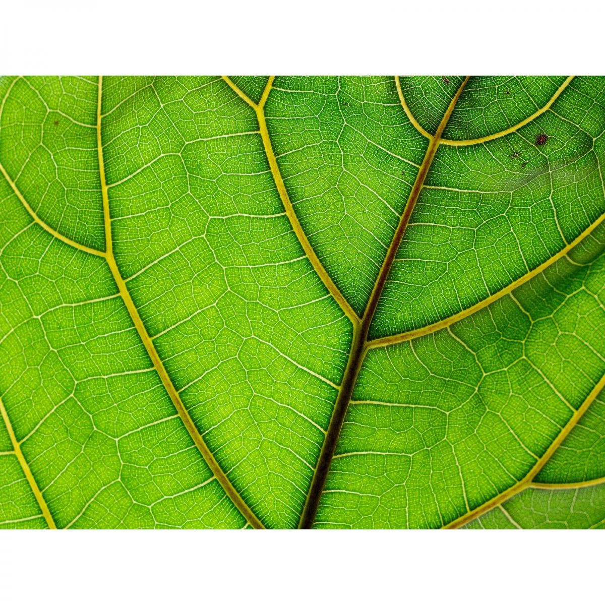leaf2a.thumb.jpg.a12f16600f60fbef611f1f015120aabb.jpg