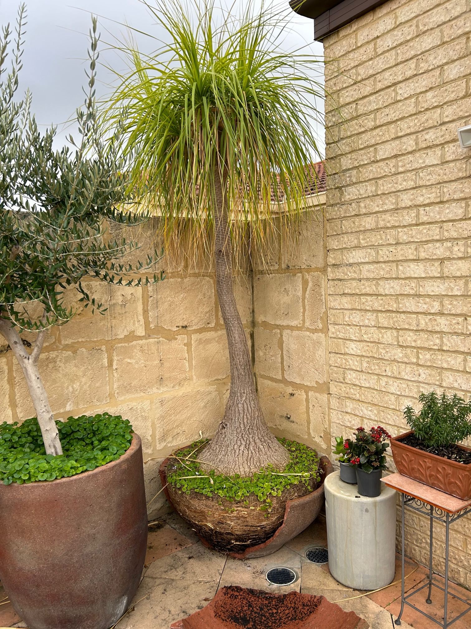 TAKEN: WA : MATURE PONYTAIL PALM - 2M - Pay it Forward | Giveaways -  StereoNET