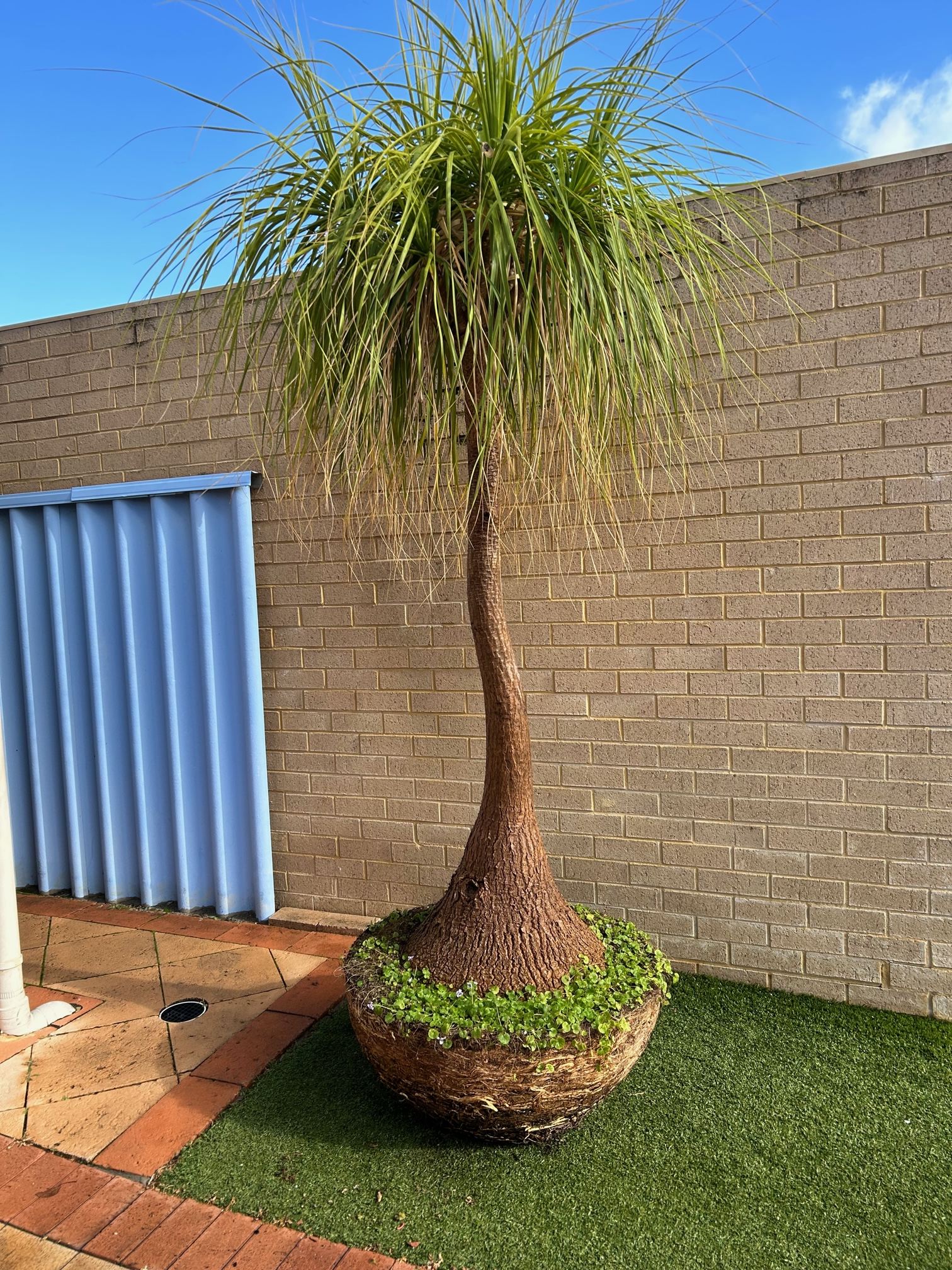 TAKEN: WA : MATURE PONYTAIL PALM - 2M - Pay it Forward | Giveaways -  StereoNET