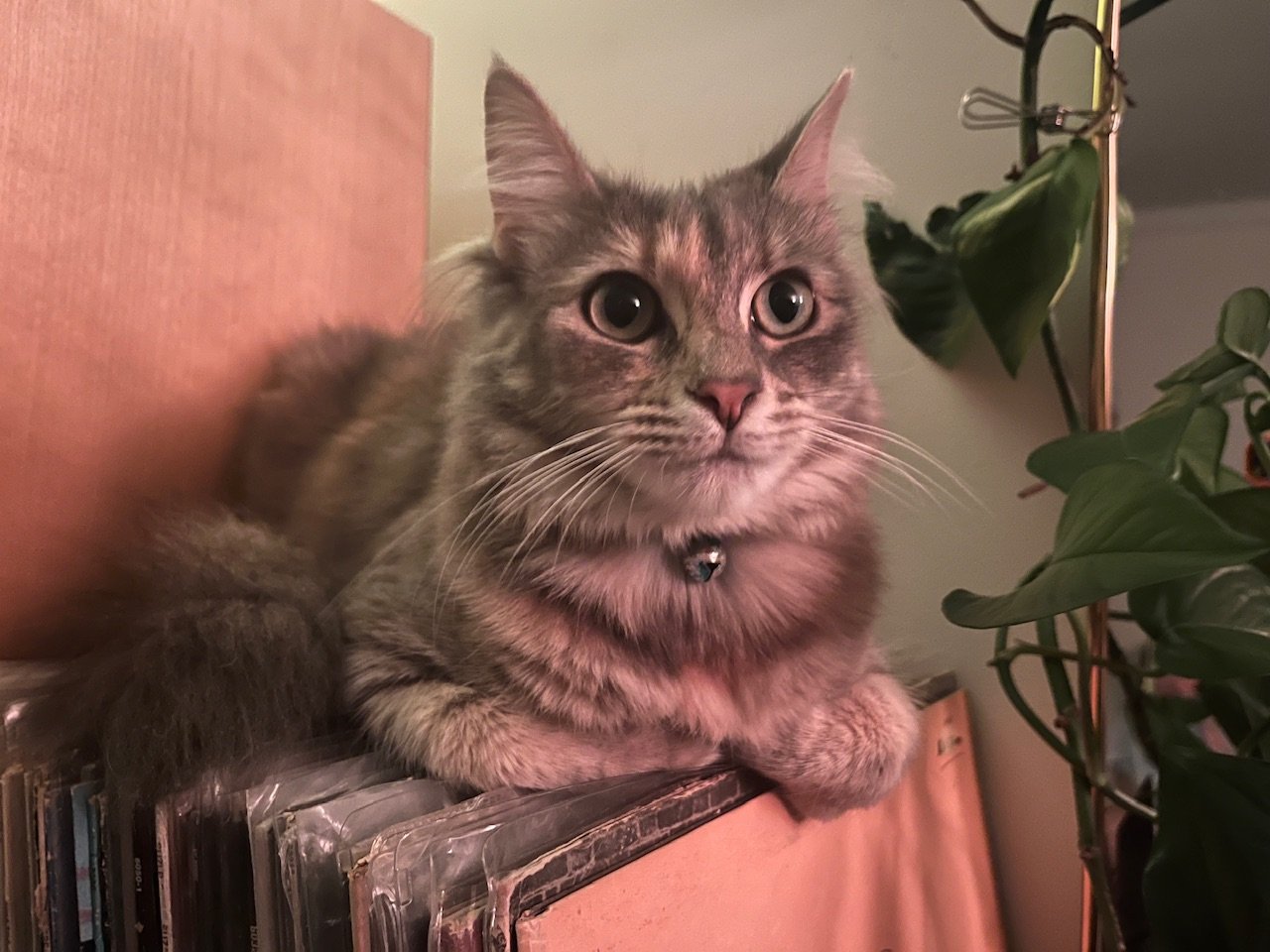 Auralic Altair G1 streaming DAC. Aus. shipping included