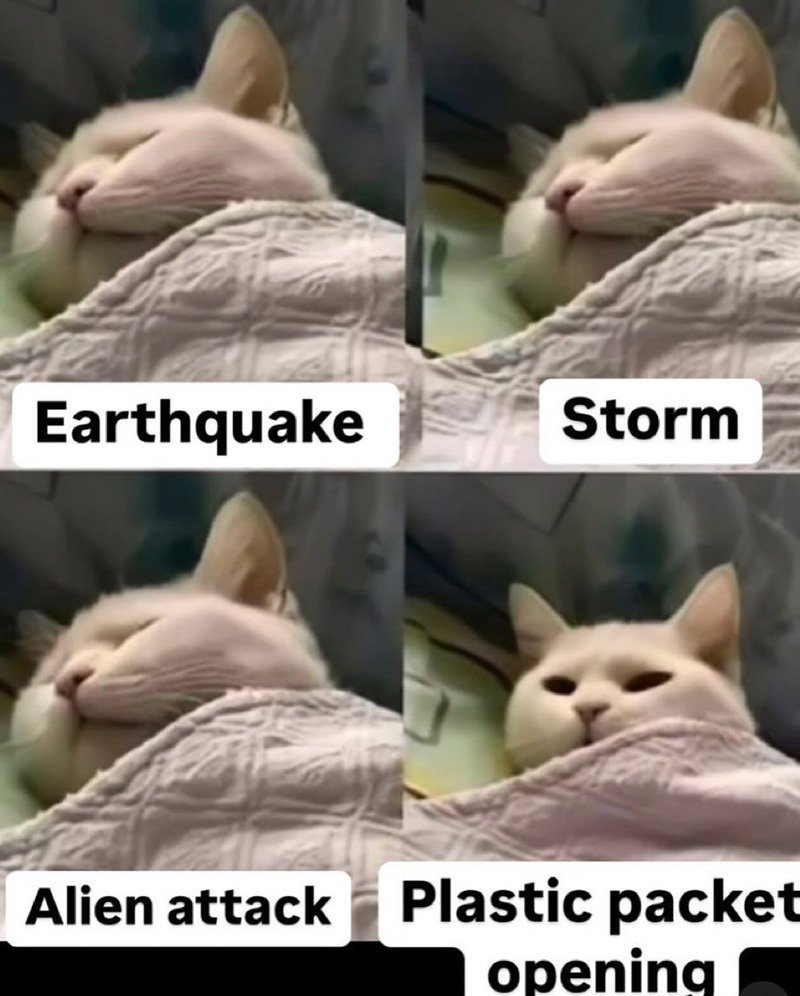cat_sense.jpg.8cdd5a0ae28a05edc8edc6a4e9e7782a.jpg