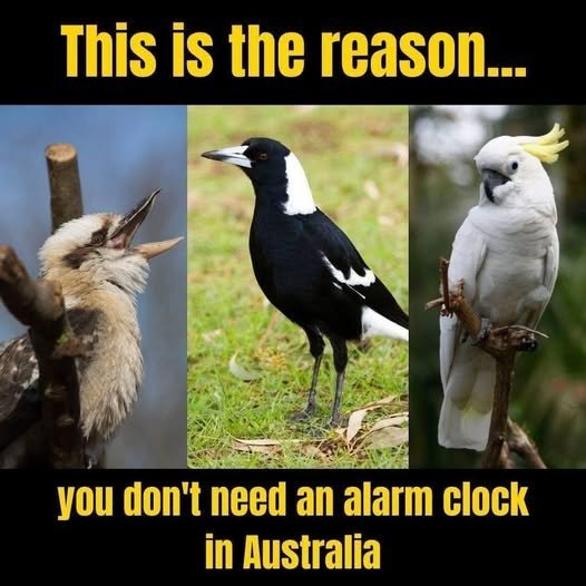 alarm.jpg.91119a6de343bf9a2ee73365b0ade579.jpg