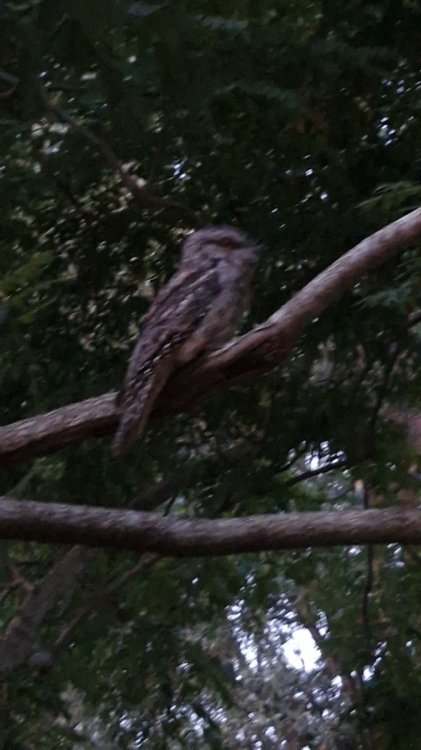 peewee the pigeon.jpg