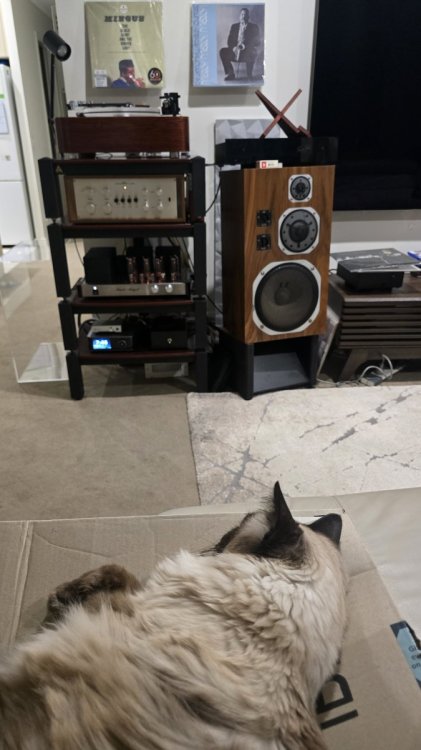 Hifi pets! Show us ya... - Page 98 - General Off Topic Chat - StereoNET