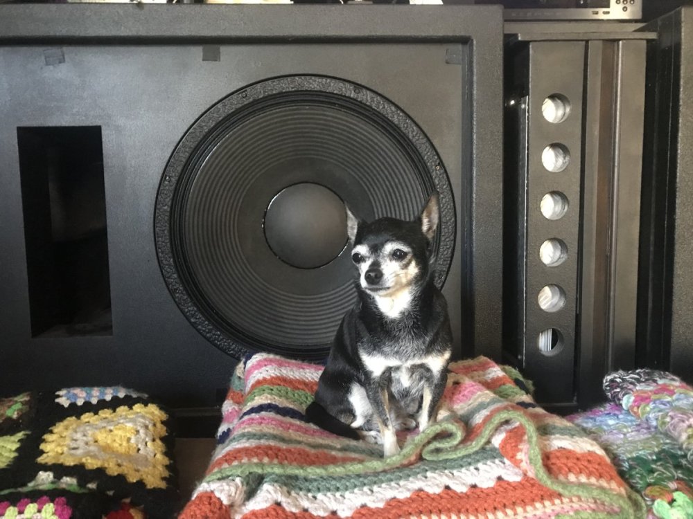 Hifi pets! Show us ya... - Page 99 - General Off Topic Chat - StereoNET